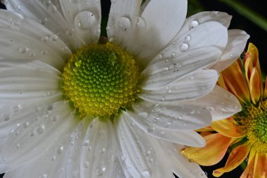 Gerbera çiçeği koyu arkaplanda