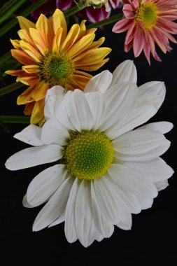 Gerbera çiçeği koyu arkaplanda