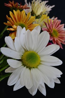 Gerbera çiçeği koyu arkaplanda