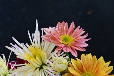 Gerbera çiçeği koyu arkaplanda