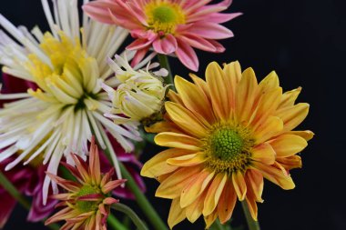 Gerbera çiçeği koyu arkaplanda