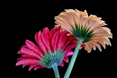 Parlak Gerbera papatya çiçeklerini kapatın. 