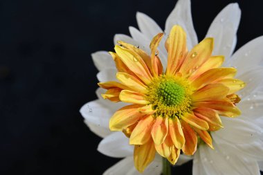 Gerbera çiçeği koyu arkaplanda