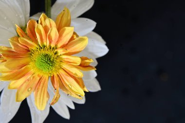 Gerbera çiçeği koyu arkaplanda