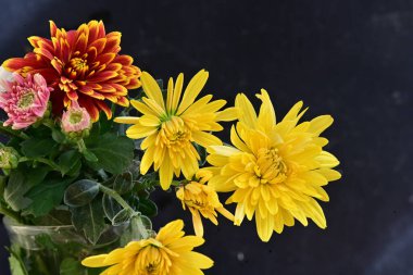 Güzel kasımpatı yakın çekim