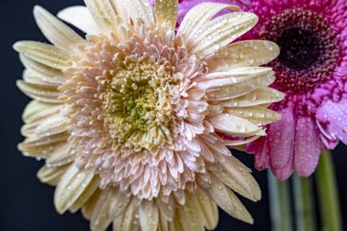 Bahçedeki güzel Gerbera çiçekleri