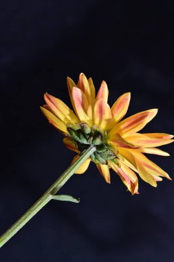 Koyu arkaplanda güzel Gerbera çiçeği 