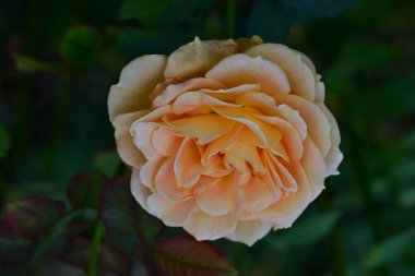 Bulanık arka planda bahçede güzel bir gül