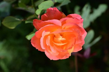 Bulanık arka planda bahçede güzel bir gül