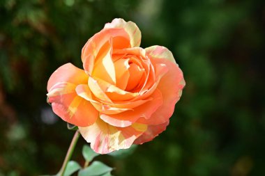 Bulanık arka planda bahçede güzel bir gül