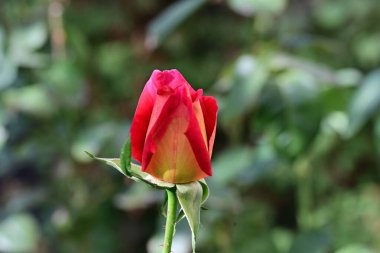 Bahçedeki güzel gül çiçeği