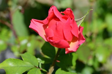 Bahçedeki güzel gül çiçeği