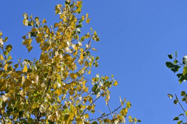 Ormandaki yeşil ağaçlar