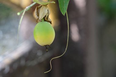 Bahçede taze sarı tutku meyvesi