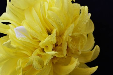 Siyah arkaplanda sarı çiçeğin görüntüsünü kapat