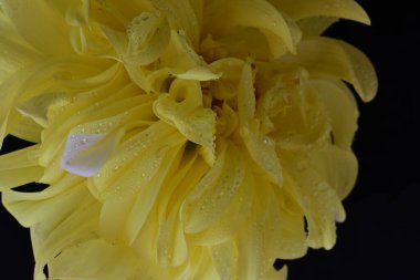 Siyah arkaplanda sarı çiçeğin görüntüsünü kapat