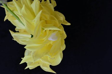 Siyah arkaplanda sarı çiçeğin görüntüsünü kapat