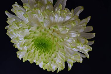 Siyah arkaplandaki güzel beyaz kasımpatı çiçeğinin yakın görüntüsü 