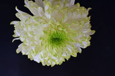 Siyah arkaplandaki güzel beyaz kasımpatı çiçeğinin yakın görüntüsü 