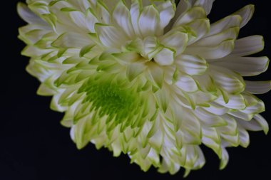 Siyah arkaplandaki güzel beyaz kasımpatı çiçeğinin yakın görüntüsü 