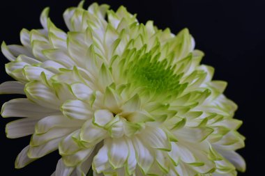 Siyah arkaplandaki güzel beyaz kasımpatı çiçeğinin yakın görüntüsü 