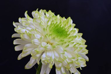 Siyah arkaplandaki güzel beyaz kasımpatı çiçeğinin yakın görüntüsü 