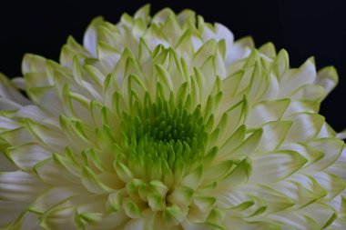 Siyah arkaplandaki güzel beyaz kasımpatı çiçeğinin yakın görüntüsü 