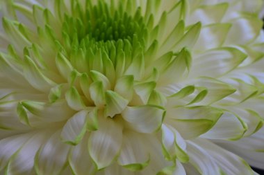 Siyah arkaplandaki güzel beyaz kasımpatı çiçeğinin yakın görüntüsü 