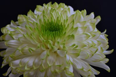 Siyah arkaplandaki güzel beyaz kasımpatı çiçeğinin yakın görüntüsü 