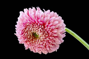 Siyah arkaplanda pembe kasımpatı 