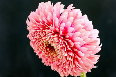 Siyah arkaplanda pembe kasımpatı 