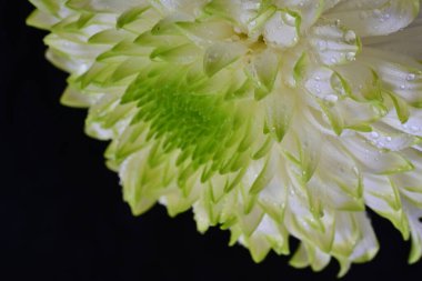 Siyah zemin üzerine beyaz krizantem 