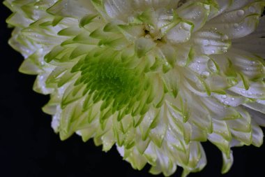 Siyah zemin üzerine beyaz krizantem 