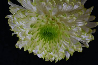 Siyah zemin üzerine beyaz krizantem 