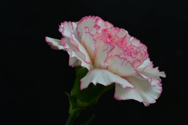 Güzel pembe gladiolus çiçekleri koyu arkaplanı kaplar. 