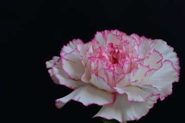 Güzel pembe gladiolus çiçekleri koyu arkaplanı kaplar. 