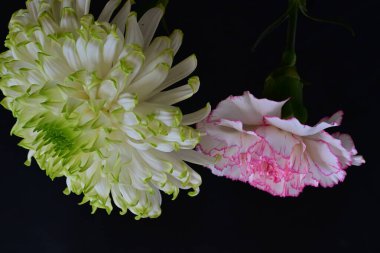 Güzel kasımpatı yakın çekim