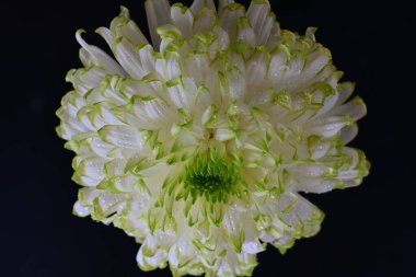 güzel beyaz kasımpatı çiçeği 