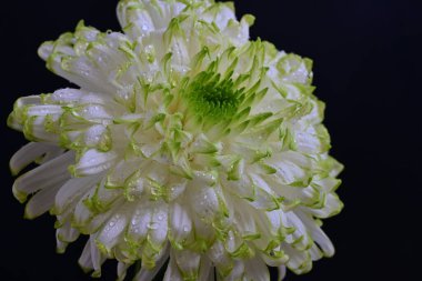 güzel beyaz kasımpatı çiçeği 