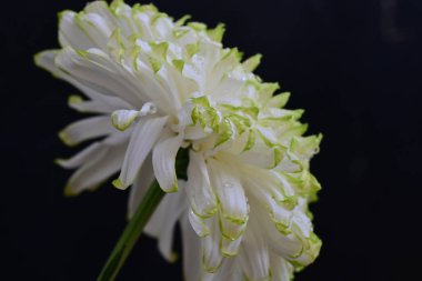 güzel beyaz kasımpatı çiçeği 