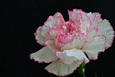 Siyah arkaplanda çiy damlaları olan güzel beyaz gladiolus 