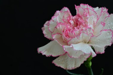 Siyah arkaplanda çiy damlaları olan güzel beyaz gladiolus 