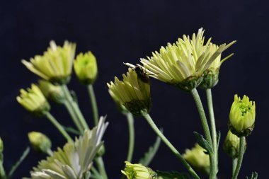 Siyah arka planda güzel çiçekler 