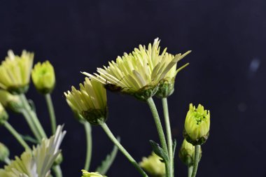 Siyah arka planda güzel çiçekler 