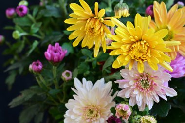 Güzel kasımpatı yakın çekim