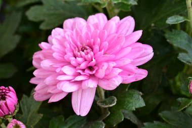 Güzel kasımpatı yakın çekim