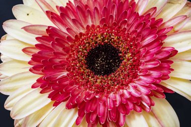 Gerbera çiçeği koyu arkaplanda