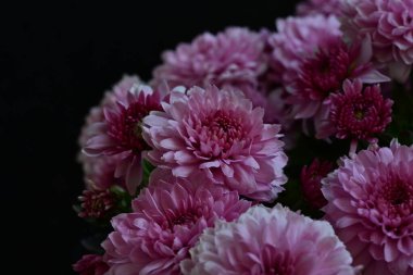 Güzel kasımpatı yakın çekim