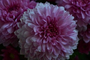 güzel pembe kasımpatı çiçekleri siyah arkaplanda