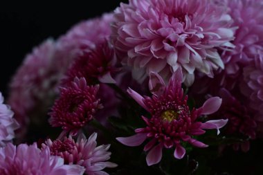 güzel pembe kasımpatı çiçekleri siyah arkaplanda